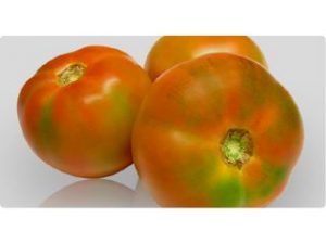 tomate de ensalada castellon